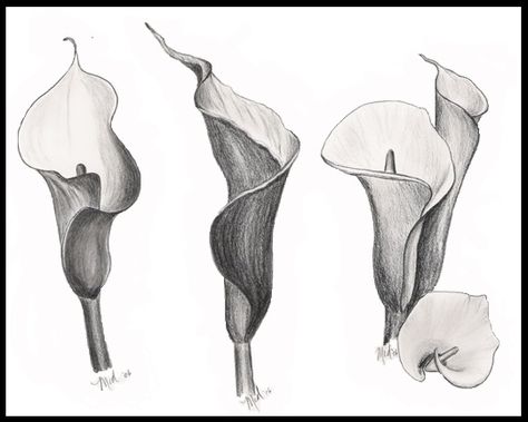Calla Lily Pencil Drawing At Paintingvalley Com Explore Collection Of