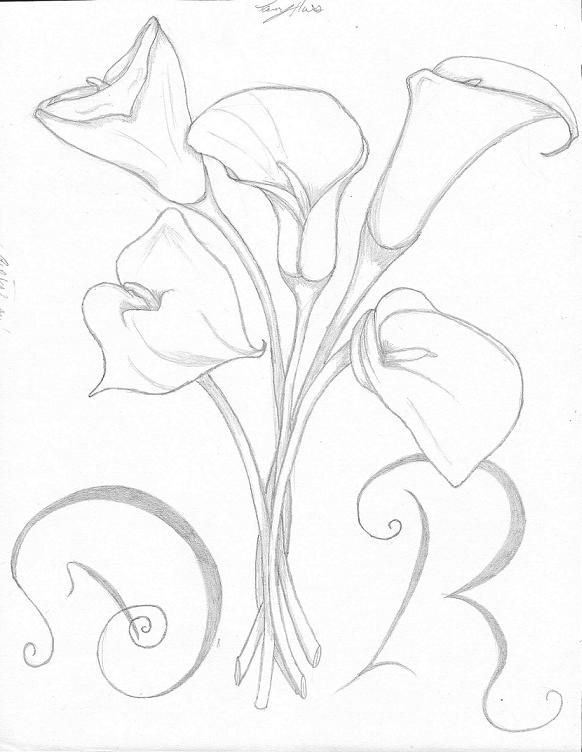 582x752 calla lily drawing calla lily pencil sketch drawing image - Calla Lily Pencil Drawing