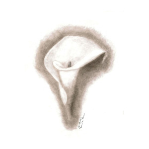 300x300 Calla Lily Drawing - Calla Lily Pencil Drawing