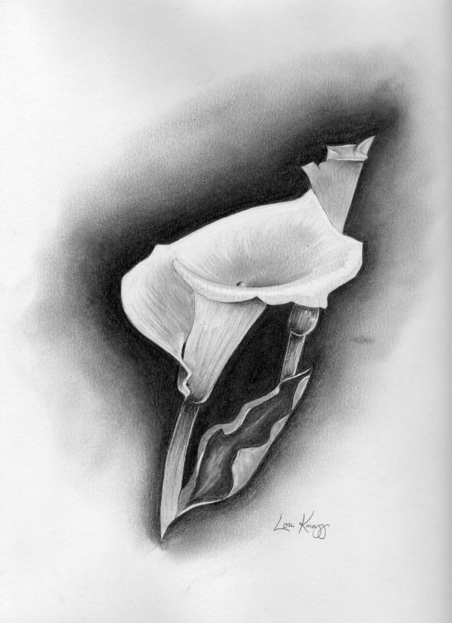 654x900 Calla Lily Drawing - Calla Lily Pencil Drawing