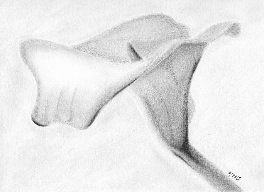 900x655 Calla Lily Drawings Fine Art America - Calla Lily Pencil Drawing