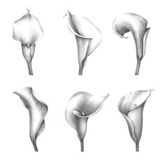 236x236 Best Botanical Flower Graphite Images Pencil Drawings - Calla Lily Pencil Drawing