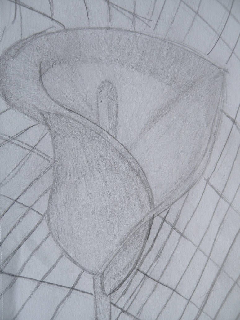 774x1032 Calla Lily Pencil Sketch - Calla Lily Pencil Drawing