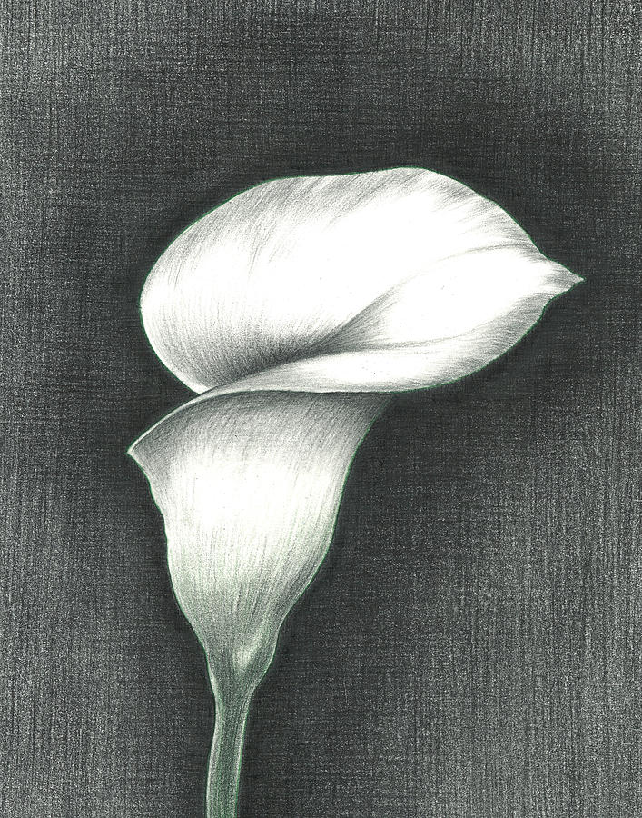 707x900 Calla Lily Photograph - Calla Lily Pencil Drawing