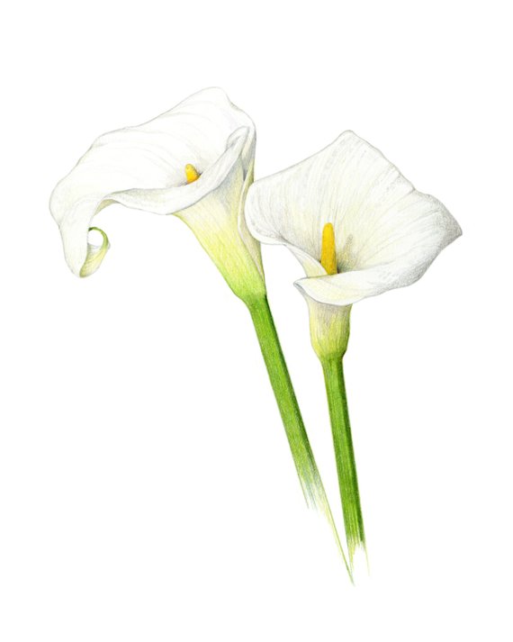 Calla Lily Pencil Drawing at Explore collection of