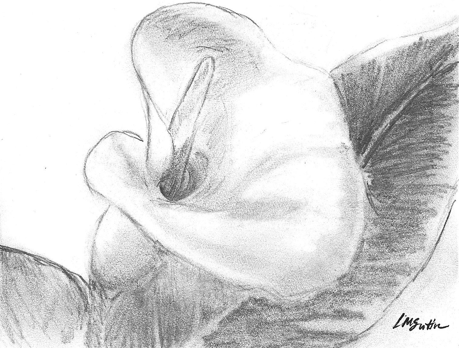 1511x1145 Calla Lily Pretty In Pencil - Calla Lily Pencil Drawing