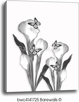 305x390 Calla Lily Pencil Sketch Drawing, Canvas Print Barewalls Posters - Calla Lily Pencil Drawing