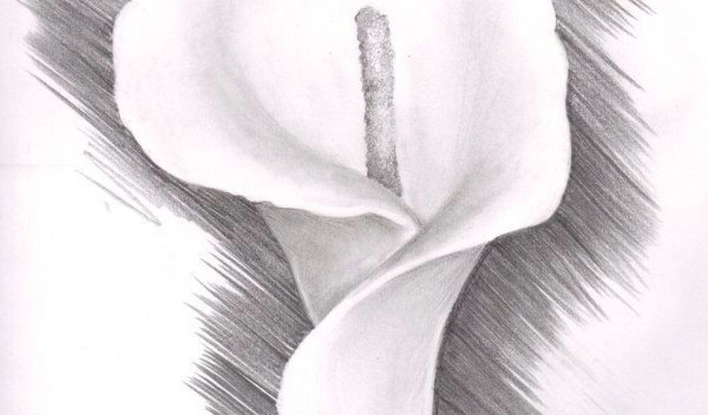 1024x600 drawings of calla lily flowers lily flower drawing pencil - Calla Lily Pencil Drawing