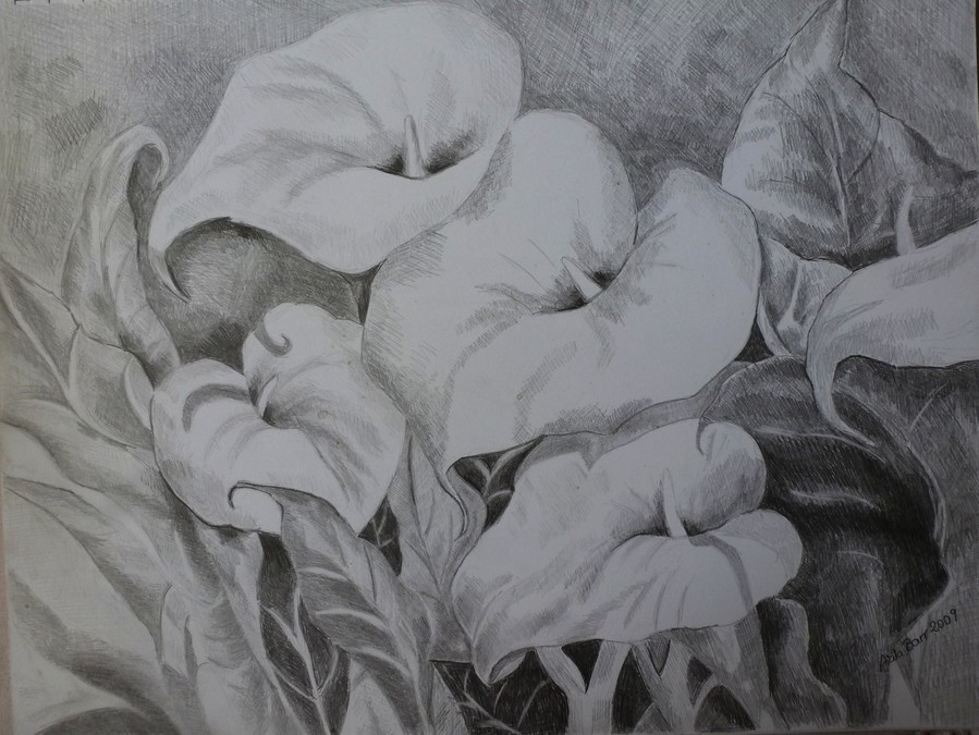 899x675 Aiala Barr - Calla Lily Pencil Drawing