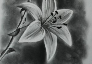 300x210 flower drawing in pencil lily how to draw a calla lily - Calla Lily Pencil Drawing