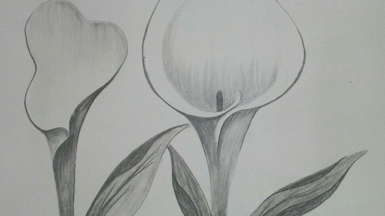 1280x720 How To Draw - Calla Lily Pencil Drawing