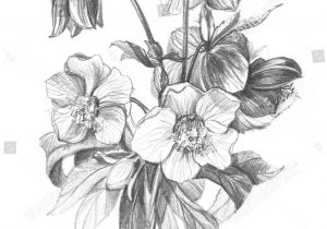 300x210 Pencil Sketch Of Flower Bokeh Royalty Free Stock Illustration - Calla Lily Pencil Drawing