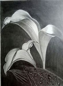 221x300 Realistic Pencil Drawing Of Calla Lily Flower Ebay - Calla Lily Pencil Drawing