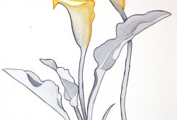 250x170 Calla Lily Pencil Sketch Drawing Printable Coloring - Calla Lily Pencil Drawing