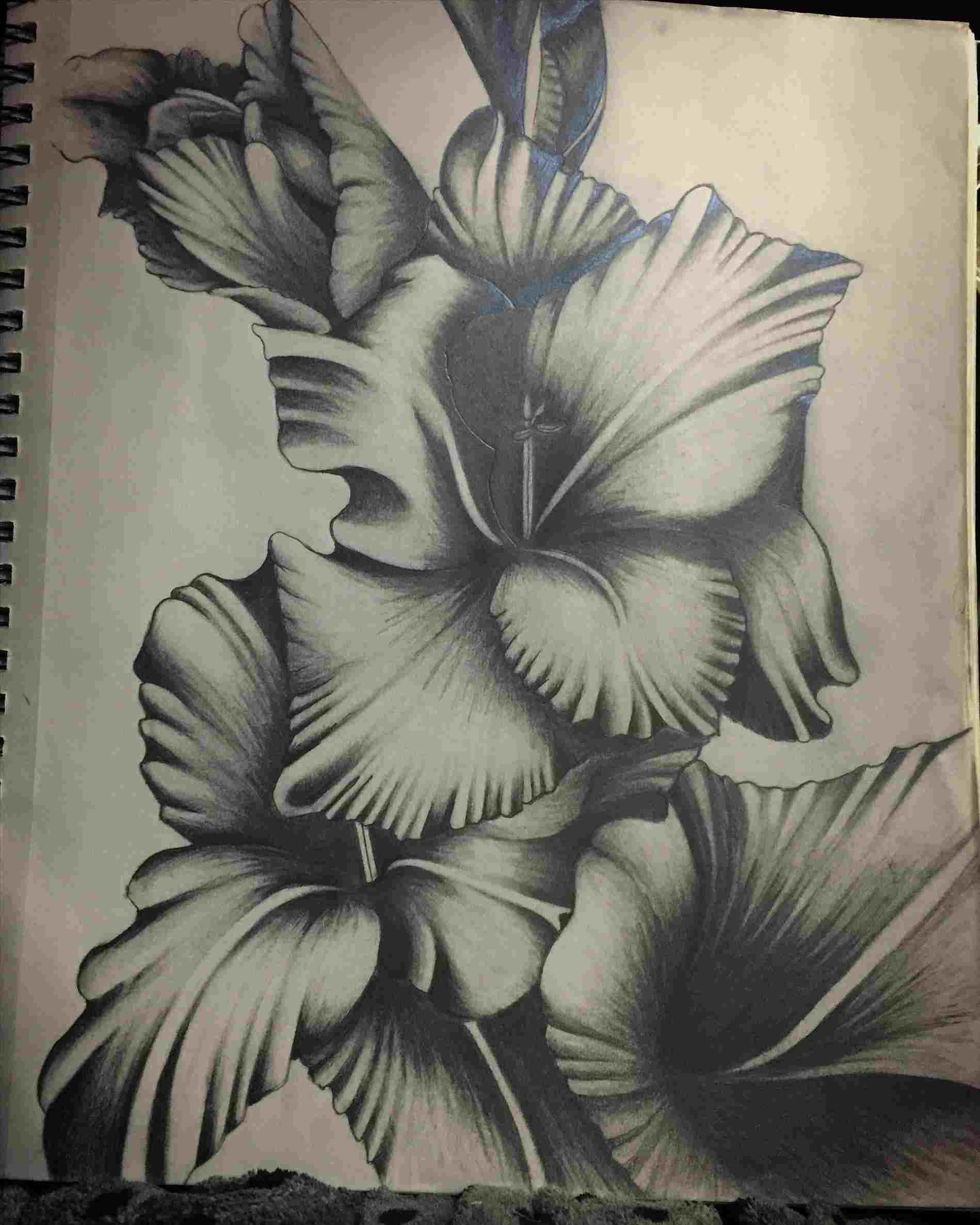 Calla Lily Pencil Drawing at PaintingValley.com | Explore collection of