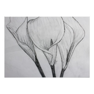 307x307 calla lilies art wall zazzle - Calla Lily Pencil Drawing