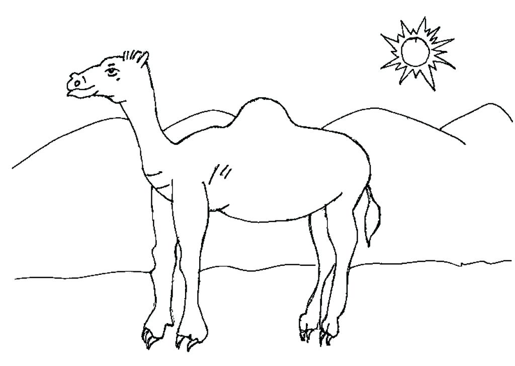 1024x727 cartoon camel coloring pages printable free animal graphic new - Camel Caravan Drawing