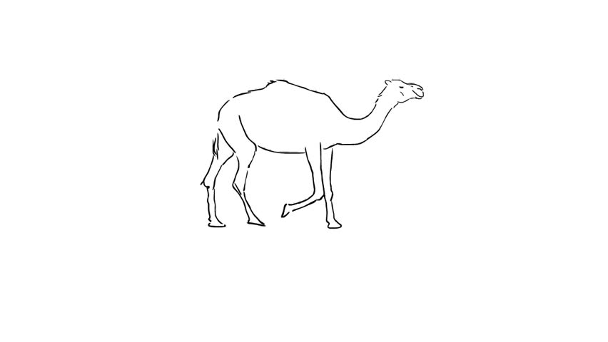 852x480 Hand Drawn Caravan Stock Video Footage - Camel Caravan Drawing
