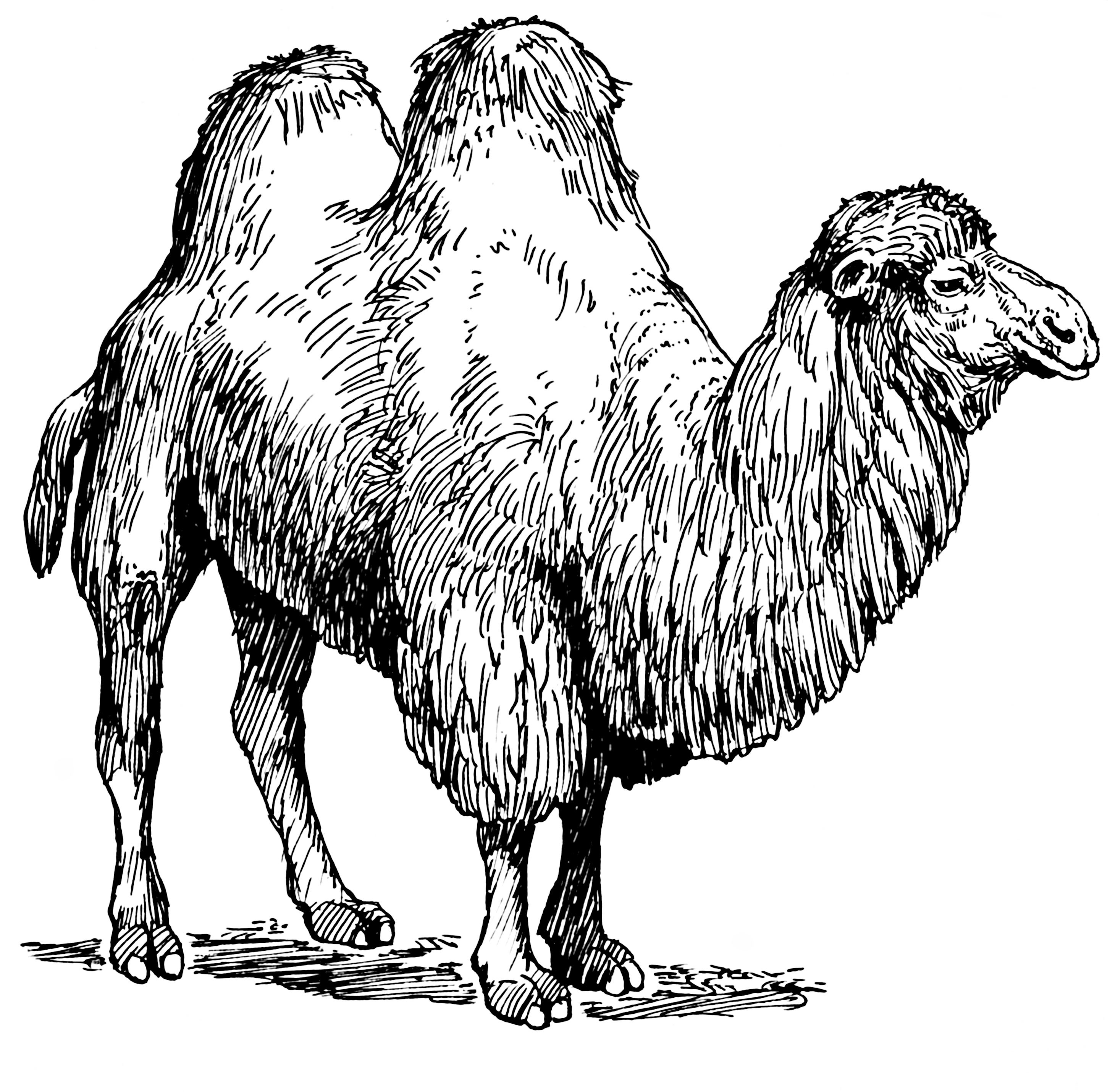 2907x2860 Camels Drawing Huge Freebie! Download For Powerpoint - Camel Caravan Drawing