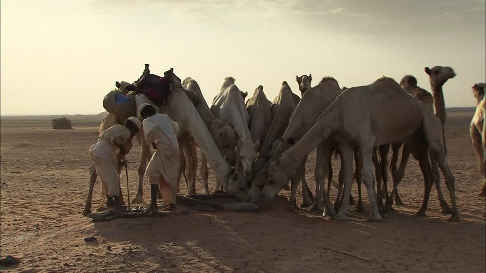 960x540 huge collection of 'camel caravan drawing' download more than - Camel Caravan Drawing