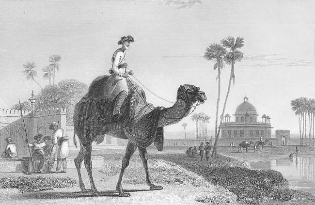 650x423 Drawings - Camel Caravan Drawing