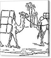 163x186 camel caravan photograph - Camel Caravan Drawing