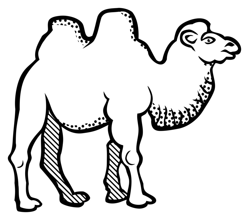848x750 Drawing Camels Shadow Transparent Png Clipart Free Download - Camel Cartoon Drawing