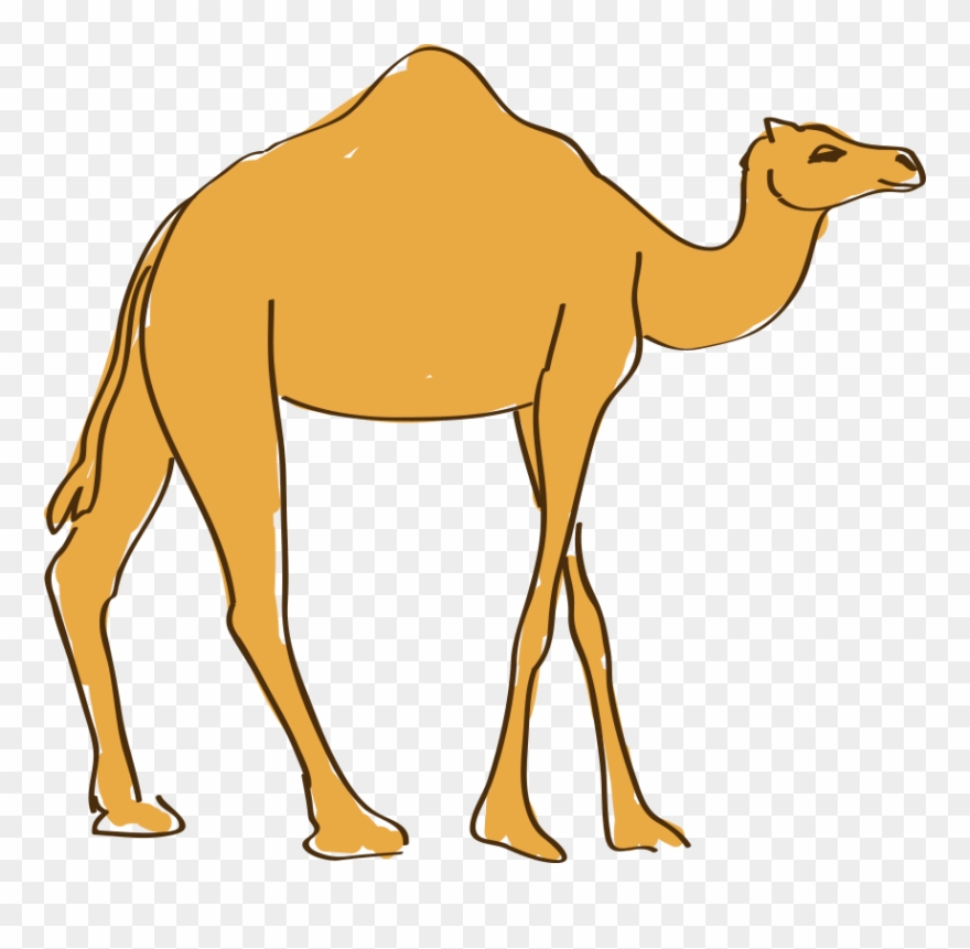 880x861 Graphic Transparent Download Camels Drawing Cartoon - Camel Cartoon Drawing