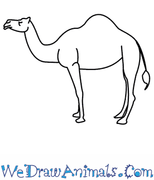 300x350 How To Draw A Camel - Camel Cartoon Drawing