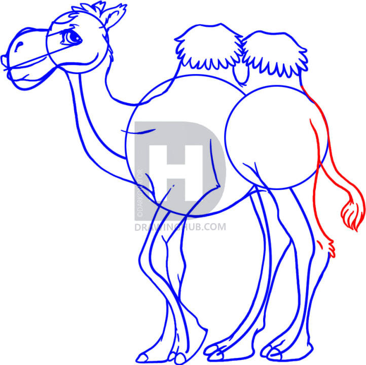 722x720 How To Draw A Cartoon Camel, Step - Camel Cartoon Drawing
