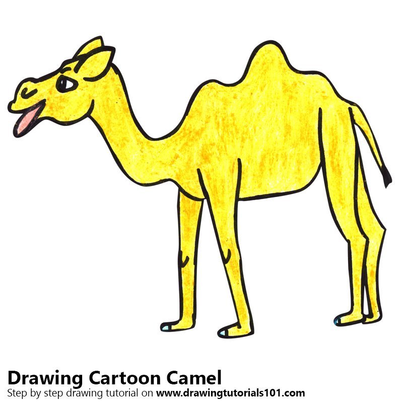800x800 Learn How To Draw A Cartoon Camel - Camel Cartoon Drawing