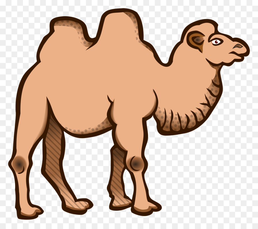 900x800 Cartoon, Drawing, Graphics, Transparent Png Image Clipart Free - Camel Cartoon Drawing