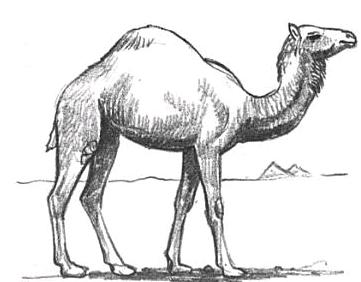 361x282 How To Draw Camels Drawing Tutorials Drawing How To Draw - Camel Drawing