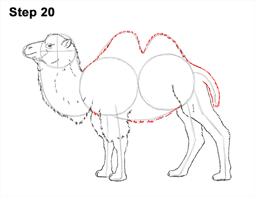 500x386 How To Draw A Camel - Camel Drawing