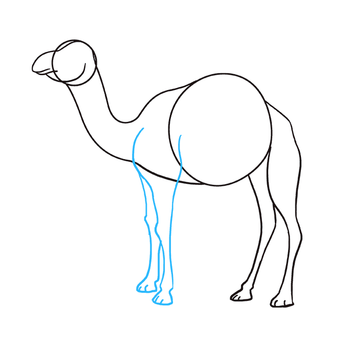 680x678 How To Draw A Camel - Camel Drawing