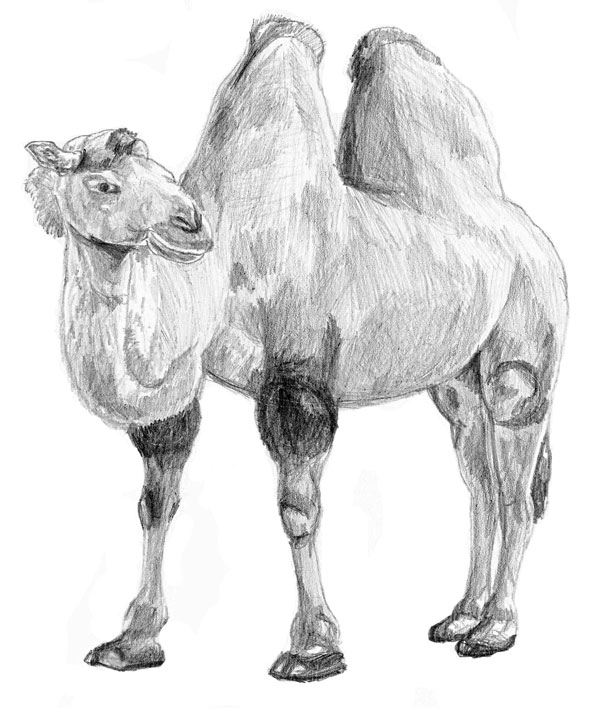 600x708 How To Draw A Camel - Camel Drawing