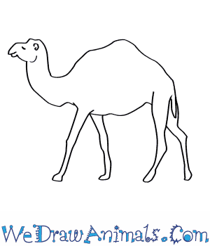 300x350 How To Draw A Dromedary Camel - Camel Drawing