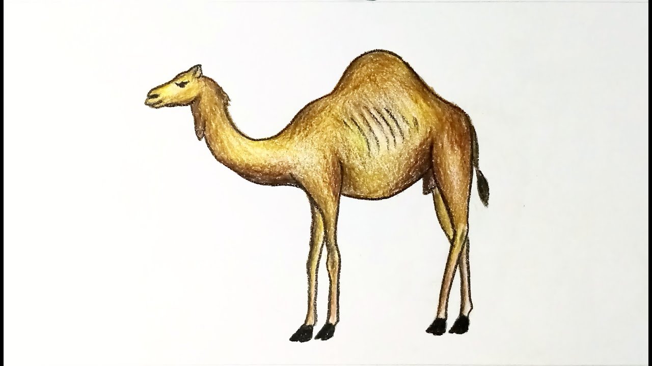 1280x720 How To Draw A Camel Step - Camel Drawing