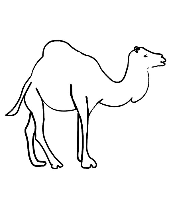 600x733 Kids Drawing Of Camel Coloring Page - Camel Drawing