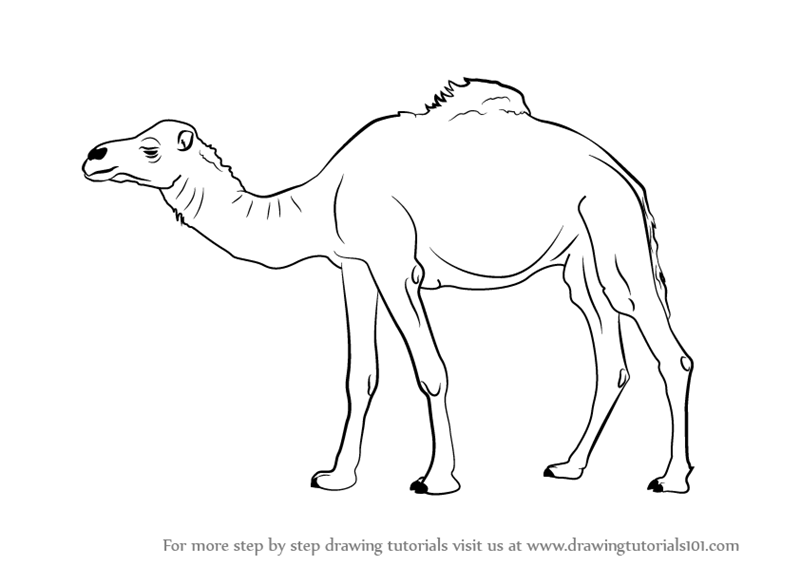 800x566 Learn How To Draw A Camel - Camel Drawing