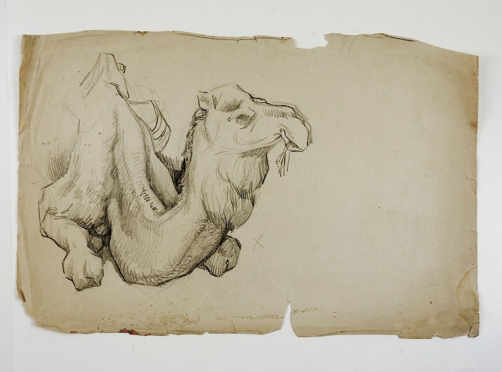 1024x760 Pencil Study Of Camel Drawing Artifax Antiques Design - Camel Drawing
