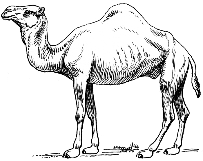 700x554 Bible Class Ideas In Camel Animal - Camel Drawing