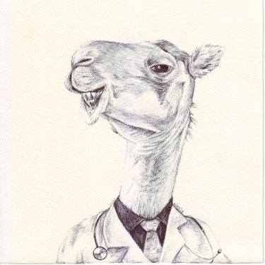 375x376 Dr Camel Drawing - Camel Drawing