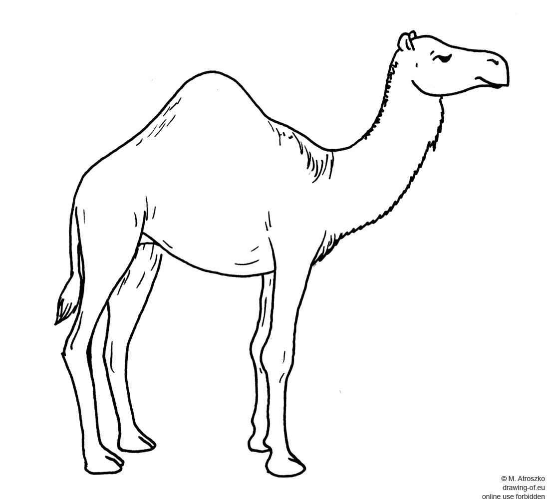 1100x1008 Drawing Of Camel Drawing Of Eu - Camel Drawing