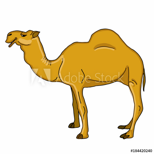 500x500 Realistic Illustration Camel Drawing - Camel Drawing