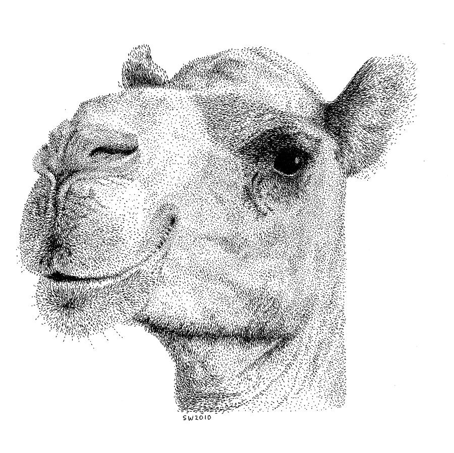 900x897 Camel Drawing - Camel Drawing