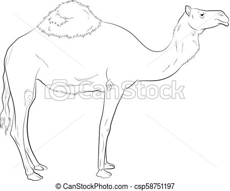 450x374 Camel Drawing Vector Illustration - Camel Drawing