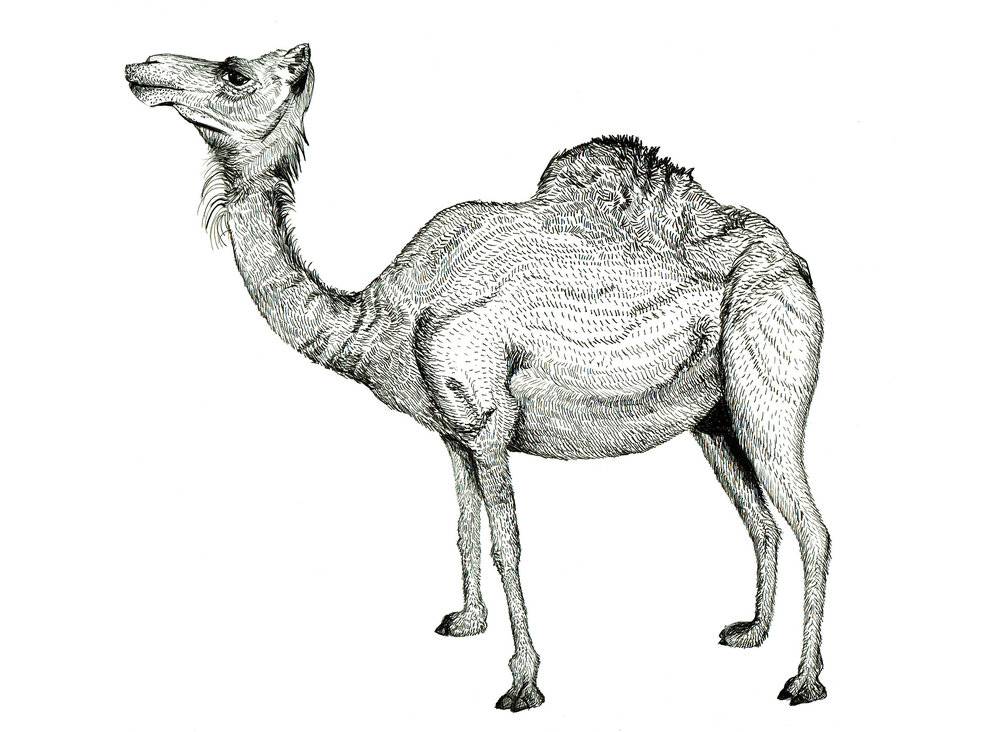 1000x732 Harriet Popham - Camel Drawing