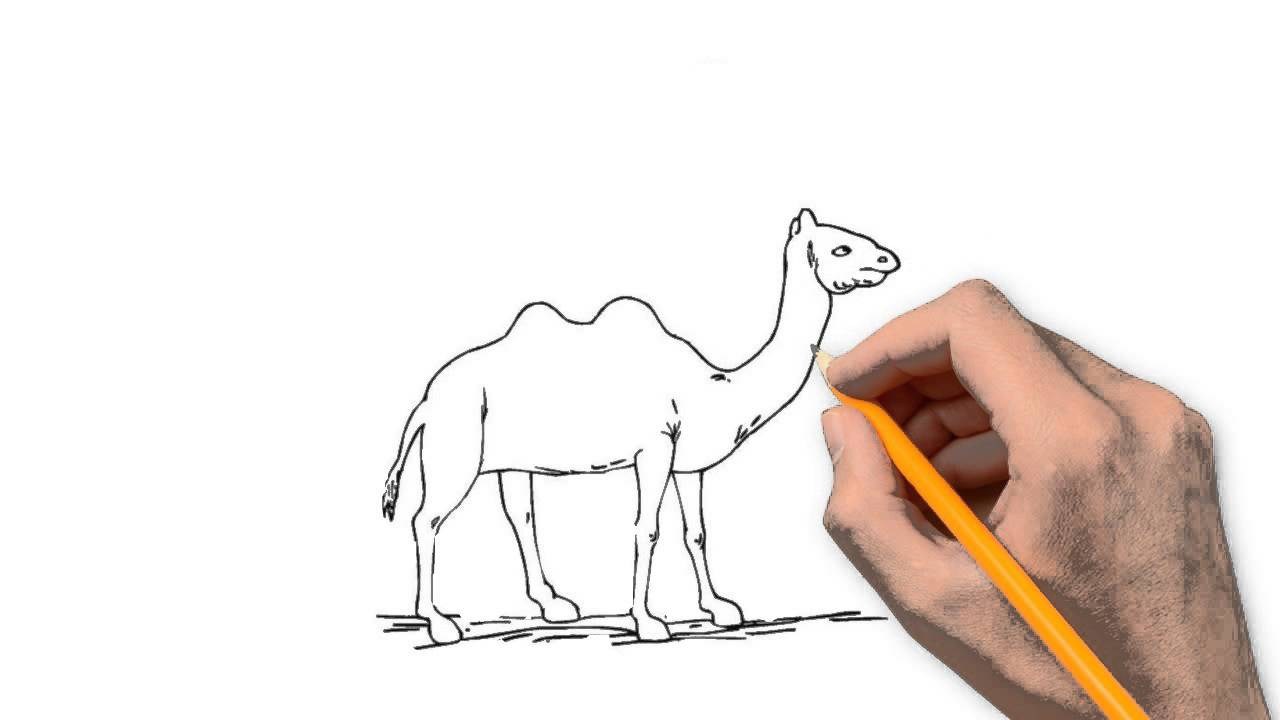 1280x720 Camel Images Drawing Easy - Camel Drawing Book