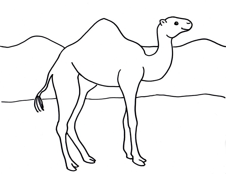 760x584 Coloring Pages Camel - Camel Drawing Book